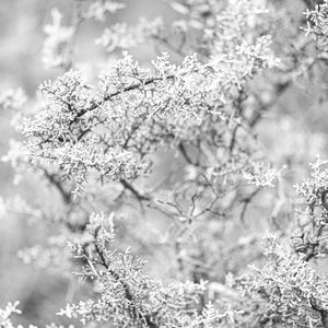 Preview wallpaper tree, frost, branches, winter, bw