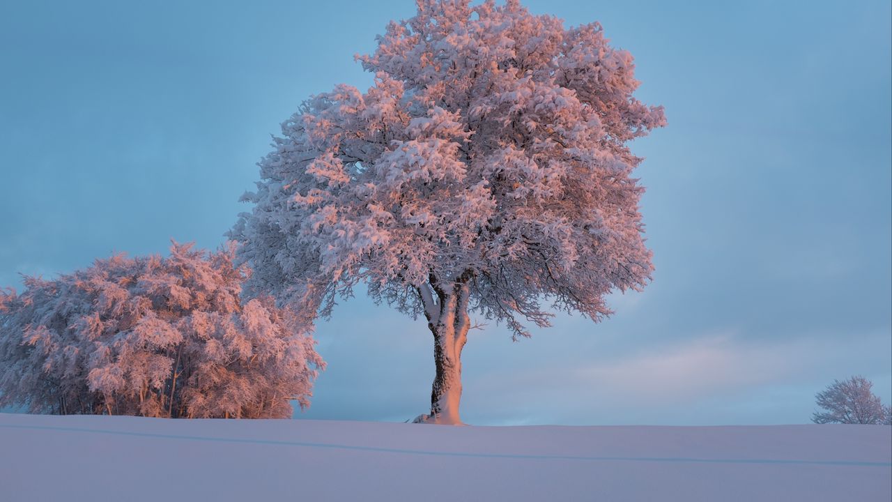 Wallpaper tree, frost, snow, winter, snowy