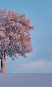 Preview wallpaper tree, frost, snow, winter, snowy