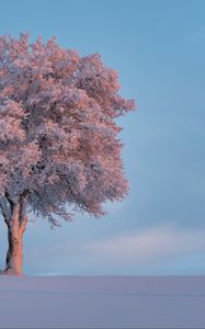 Preview wallpaper tree, frost, snow, winter, snowy