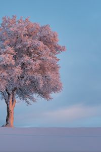 Preview wallpaper tree, frost, snow, winter, snowy