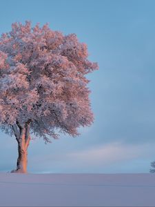 Preview wallpaper tree, frost, snow, winter, snowy