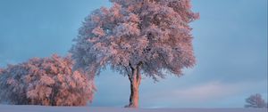 Preview wallpaper tree, frost, snow, winter, snowy