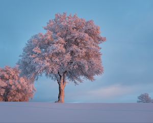 Preview wallpaper tree, frost, snow, winter, snowy