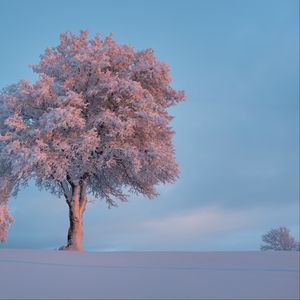 Preview wallpaper tree, frost, snow, winter, snowy