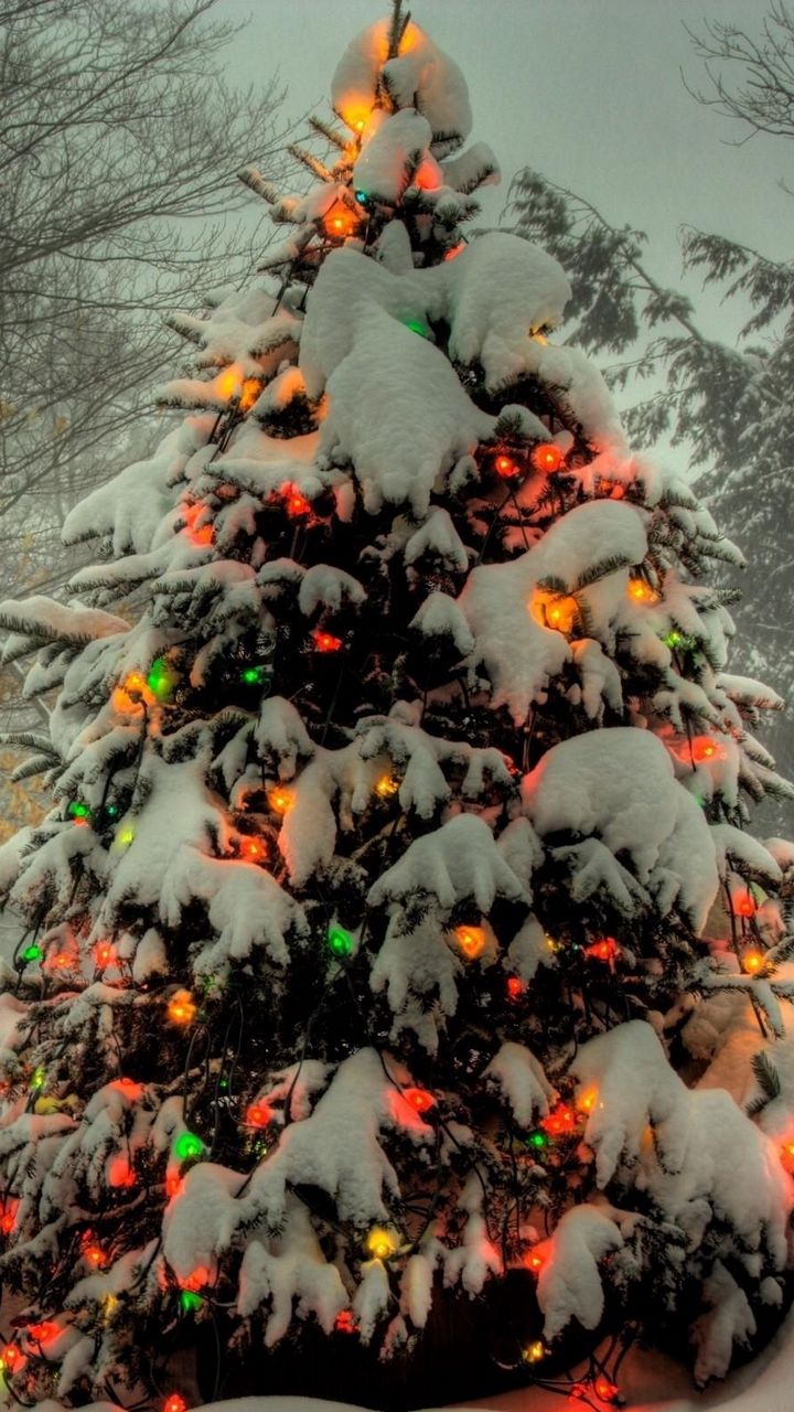 Download wallpaper 720x1280 tree, garland, new year, christmas, trees ...