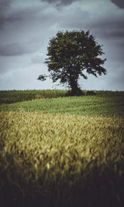 Preview wallpaper tree, glade, grass, clouds