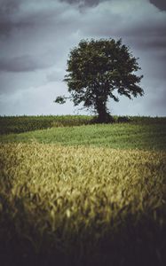 Preview wallpaper tree, glade, grass, clouds