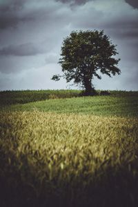 Preview wallpaper tree, glade, grass, clouds