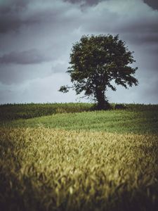 Preview wallpaper tree, glade, grass, clouds