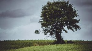 Preview wallpaper tree, glade, grass, clouds