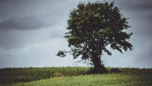 Preview wallpaper tree, glade, grass, clouds