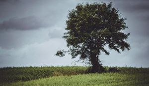 Preview wallpaper tree, glade, grass, clouds