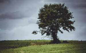 Preview wallpaper tree, glade, grass, clouds