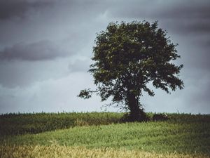 Preview wallpaper tree, glade, grass, clouds