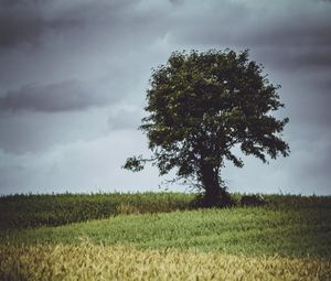 Preview wallpaper tree, glade, grass, clouds