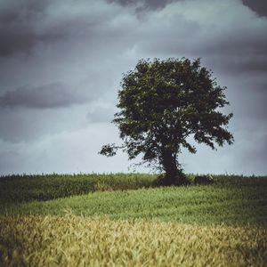 Preview wallpaper tree, glade, grass, clouds