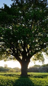 Preview wallpaper tree, glade, sun, light, shadow, grass