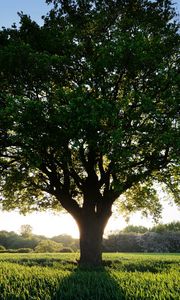 Preview wallpaper tree, glade, sun, light, shadow, grass