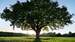 Preview wallpaper tree, glade, sun, light, shadow, grass