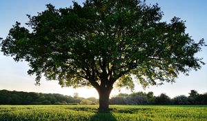 Preview wallpaper tree, glade, sun, light, shadow, grass