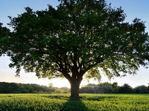 Preview wallpaper tree, glade, sun, light, shadow, grass