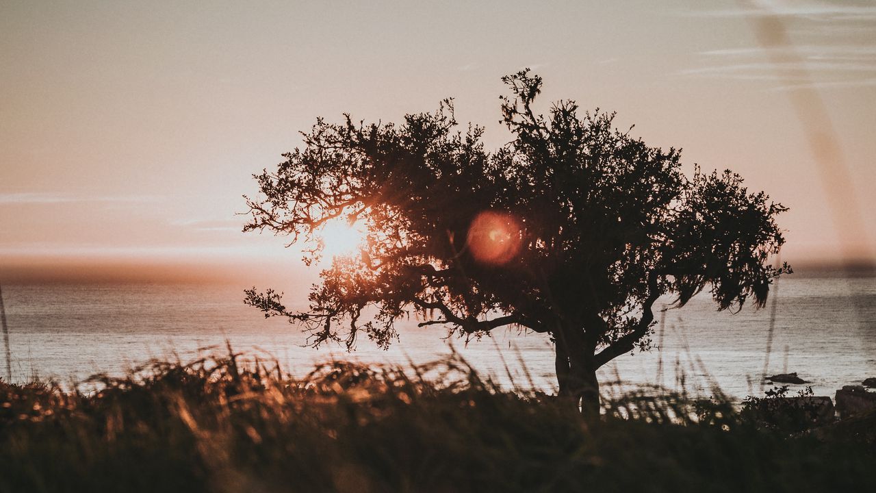Wallpaper tree, glare, sun, sunset