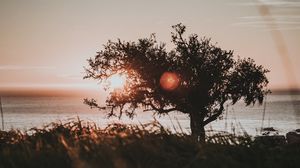 Preview wallpaper tree, glare, sun, sunset