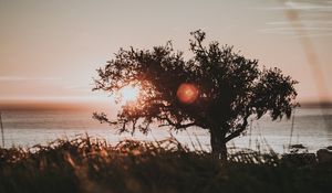Preview wallpaper tree, glare, sun, sunset