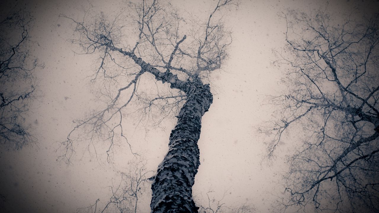Wallpaper tree, gloomy, from below, branches