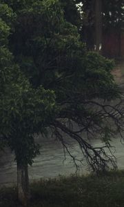 Preview wallpaper tree, gloomy, krone, reservoir
