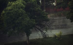 Preview wallpaper tree, gloomy, krone, reservoir