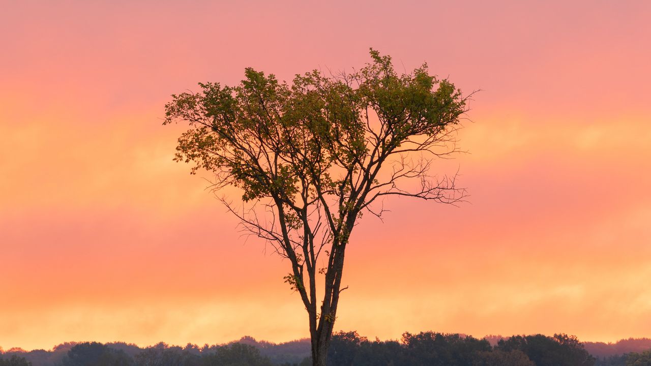 Wallpaper tree, grass, branches, forest, sunset