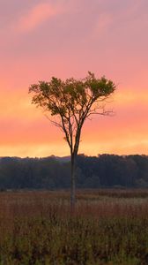Preview wallpaper tree, grass, branches, forest, sunset