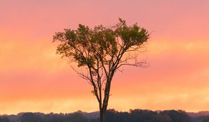 Preview wallpaper tree, grass, branches, forest, sunset