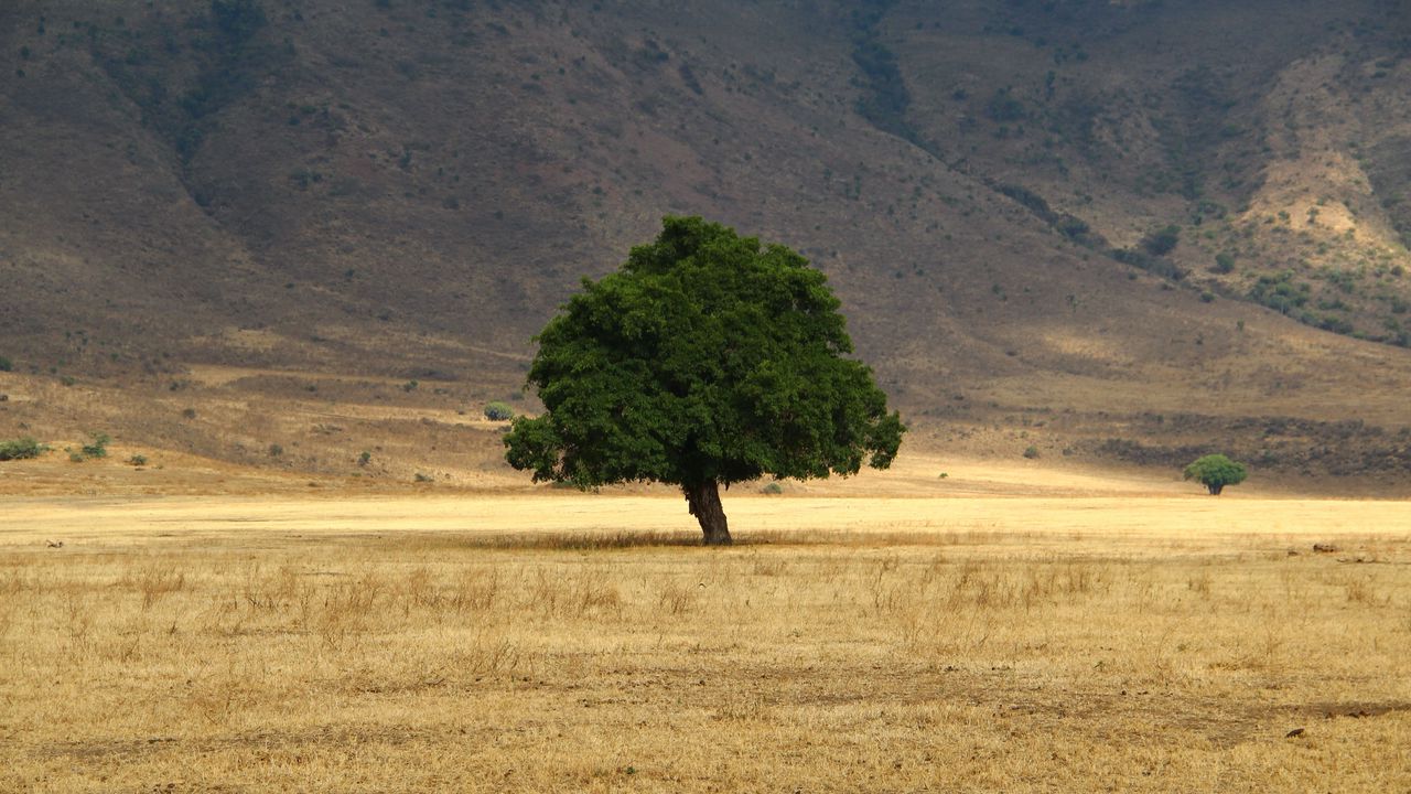 Wallpaper tree, grass, field