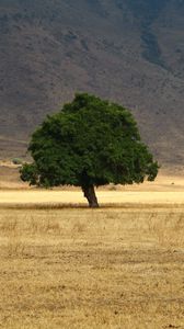 Preview wallpaper tree, grass, field