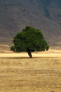 Preview wallpaper tree, grass, field