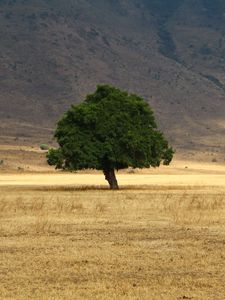 Preview wallpaper tree, grass, field