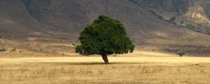 Preview wallpaper tree, grass, field