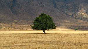 Preview wallpaper tree, grass, field
