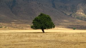 Preview wallpaper tree, grass, field