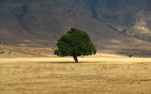 Preview wallpaper tree, grass, field
