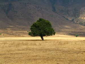 Preview wallpaper tree, grass, field