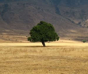Preview wallpaper tree, grass, field