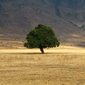 Preview wallpaper tree, grass, field