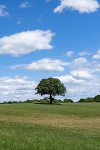 Preview wallpaper tree, grass, field, sky