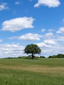 Preview wallpaper tree, grass, field, sky