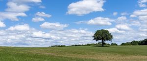 Preview wallpaper tree, grass, field, sky