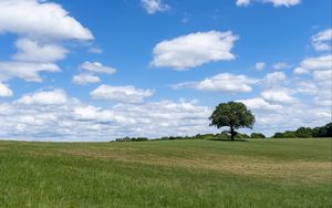 Preview wallpaper tree, grass, field, sky